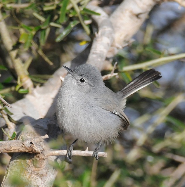 California Gnatcatcher - eBird