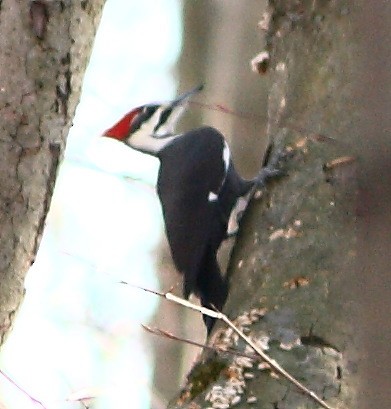 Pileated Woodpecker - Dave Spier