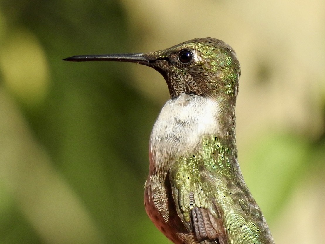 Ruby-throated Hummingbird - ML421294741