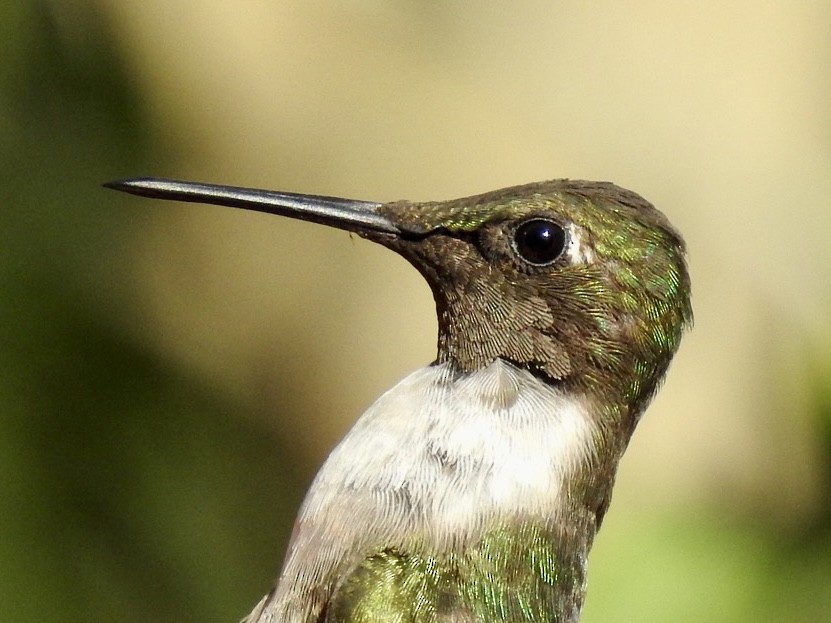Ruby-throated Hummingbird - ML421294801