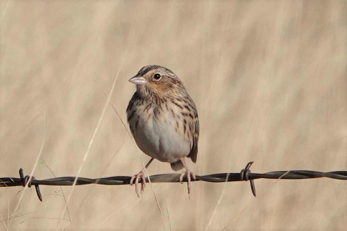 Grasshopper/Baird's Sparrow - Mark Otnes