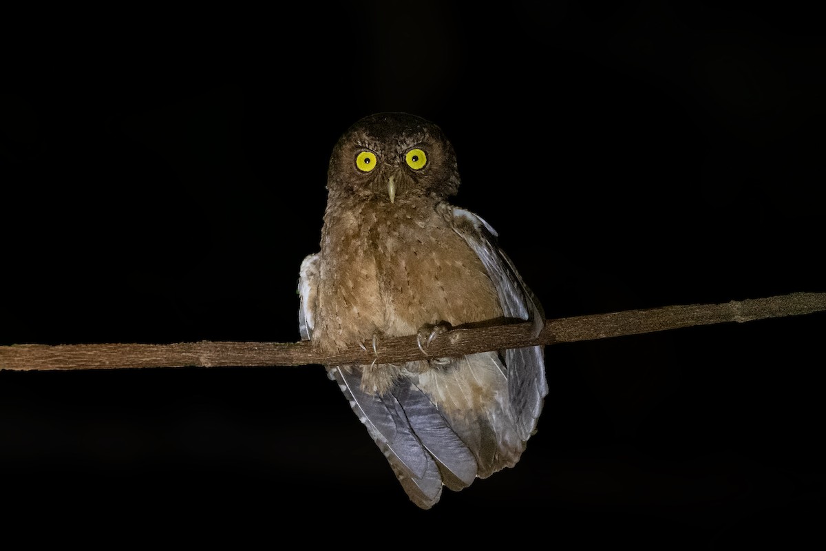 Andaman Scops-Owl - Rajkumar Das