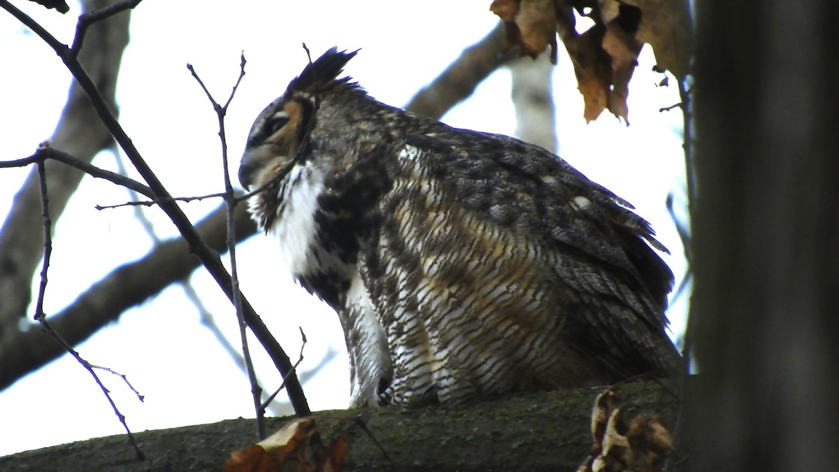 Great Horned Owl - ML421305211