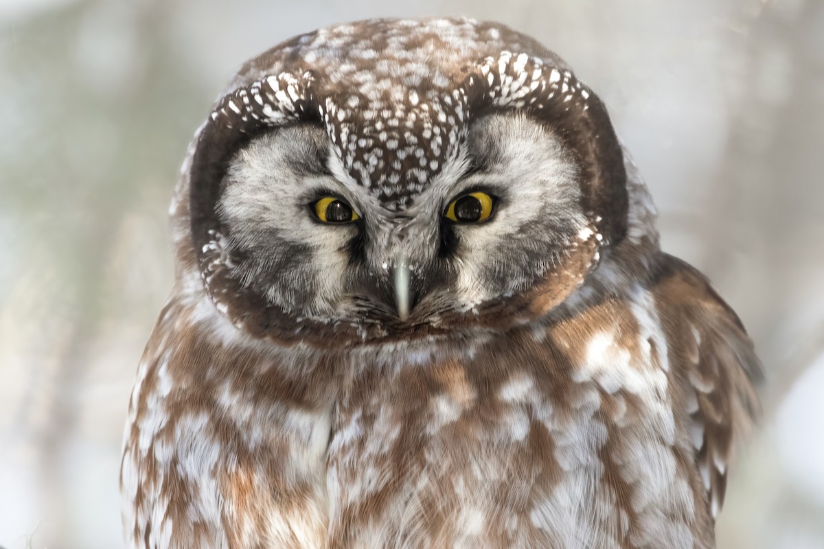 Boreal Owl - Phil Walker
