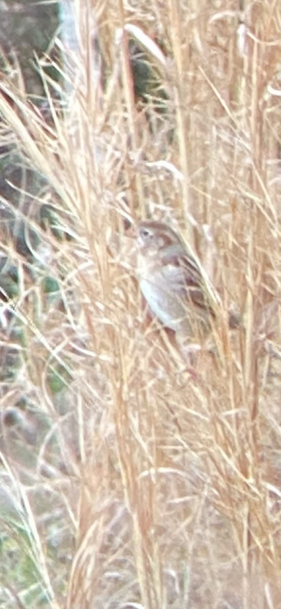 Field Sparrow - ML421316131
