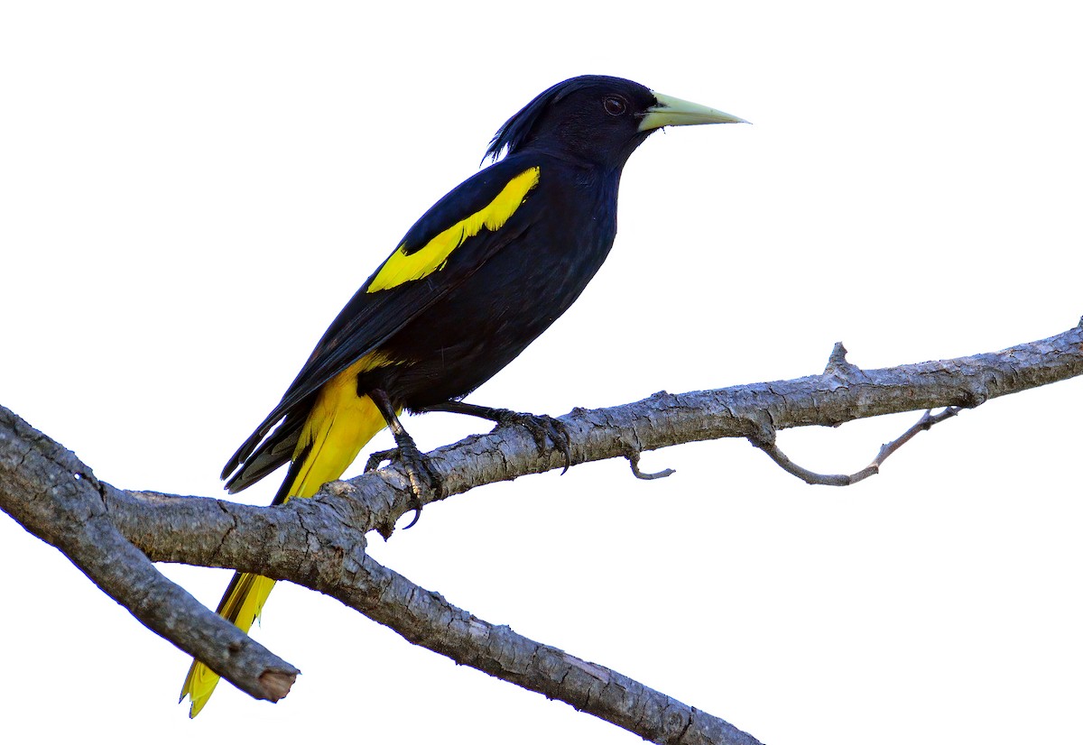 Yellow-winged Cacique - ML421316541