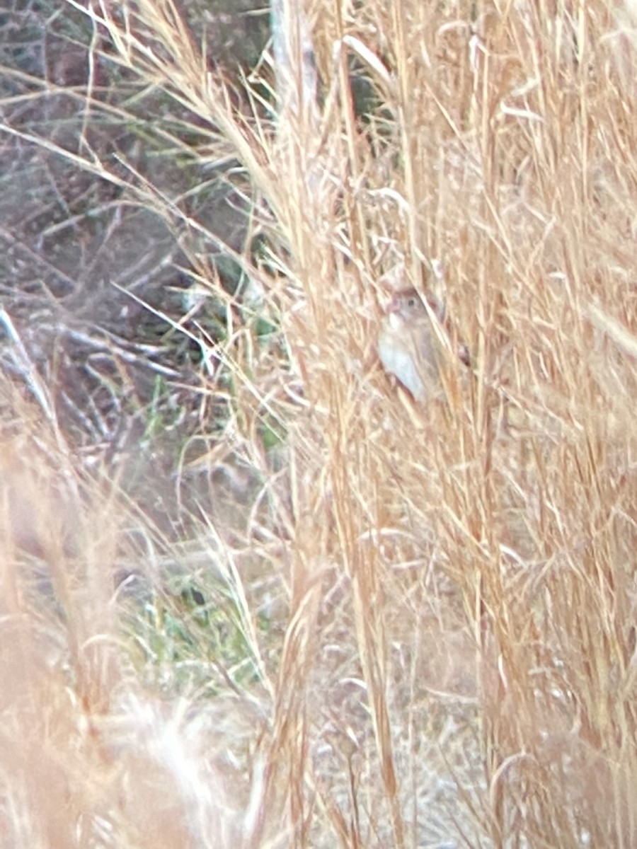 Field Sparrow - ML421318251