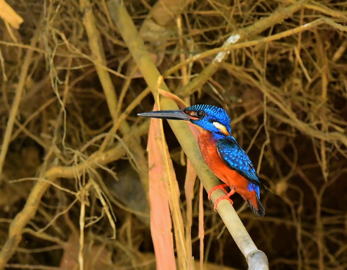 Blue-eared Kingfisher - Jamaludheen Karivelil