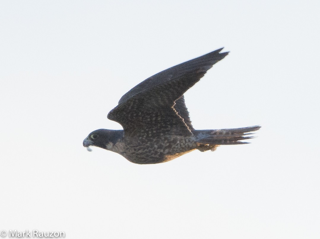 Peregrine Falcon (North American) - Mark Rauzon