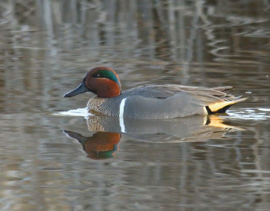 Green-winged Teal - ML421354521