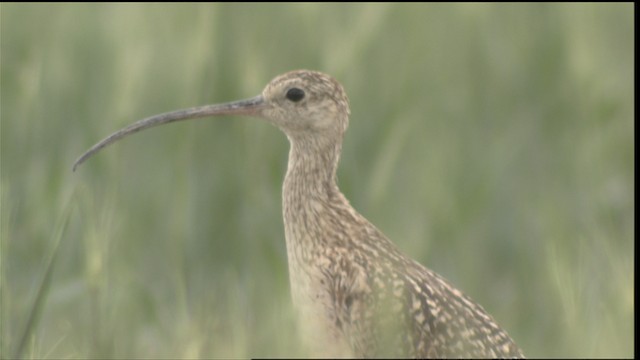 Long-billed Curlew - ML421356