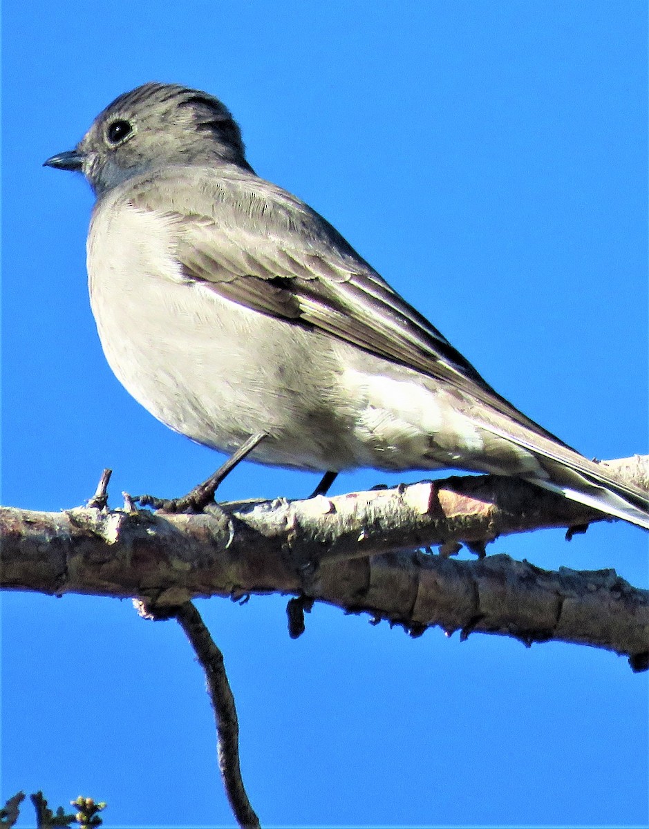 Townsend's Solitaire - ML421356071