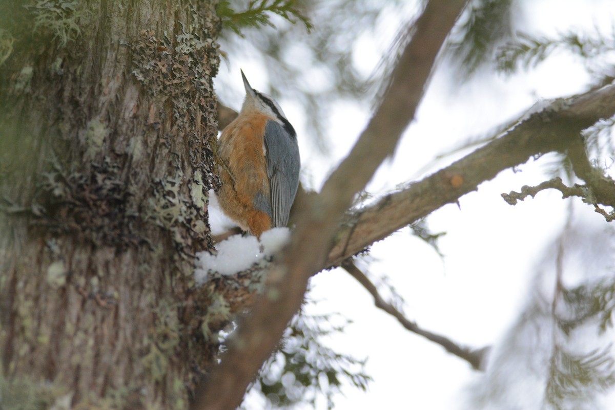 Red-breasted Nuthatch - ML42136001