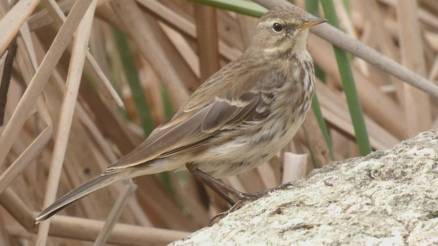 Water Pipit - ML421365131