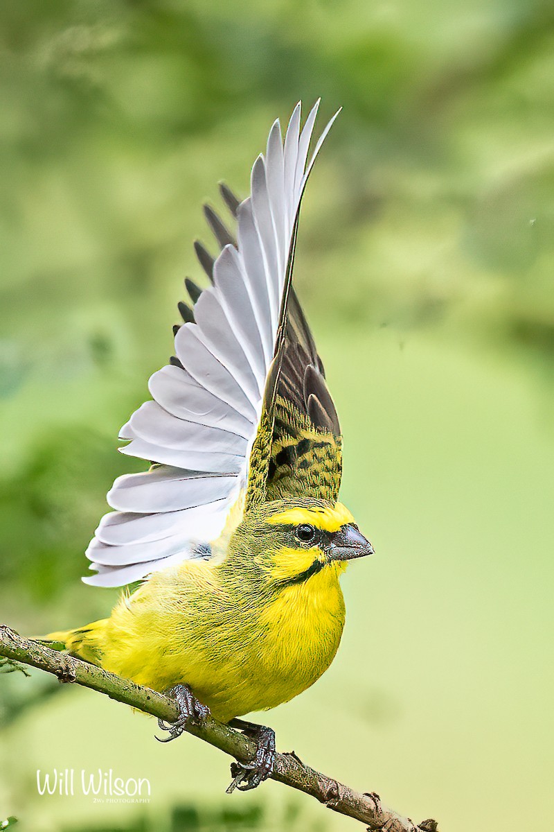 Yellow-fronted Canary - ML421379601
