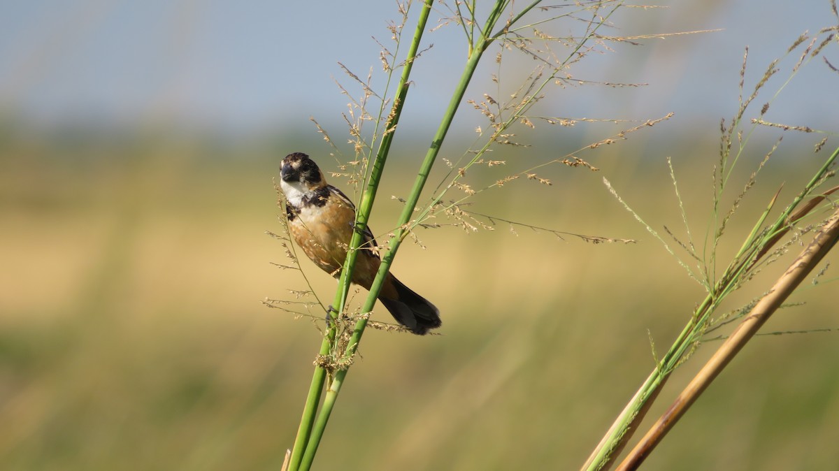 Rusty-collared Seedeater - ML421381491