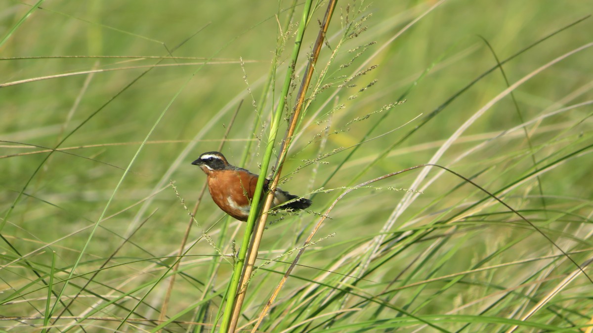 Black-and-rufous Warbling Finch - ML421381661