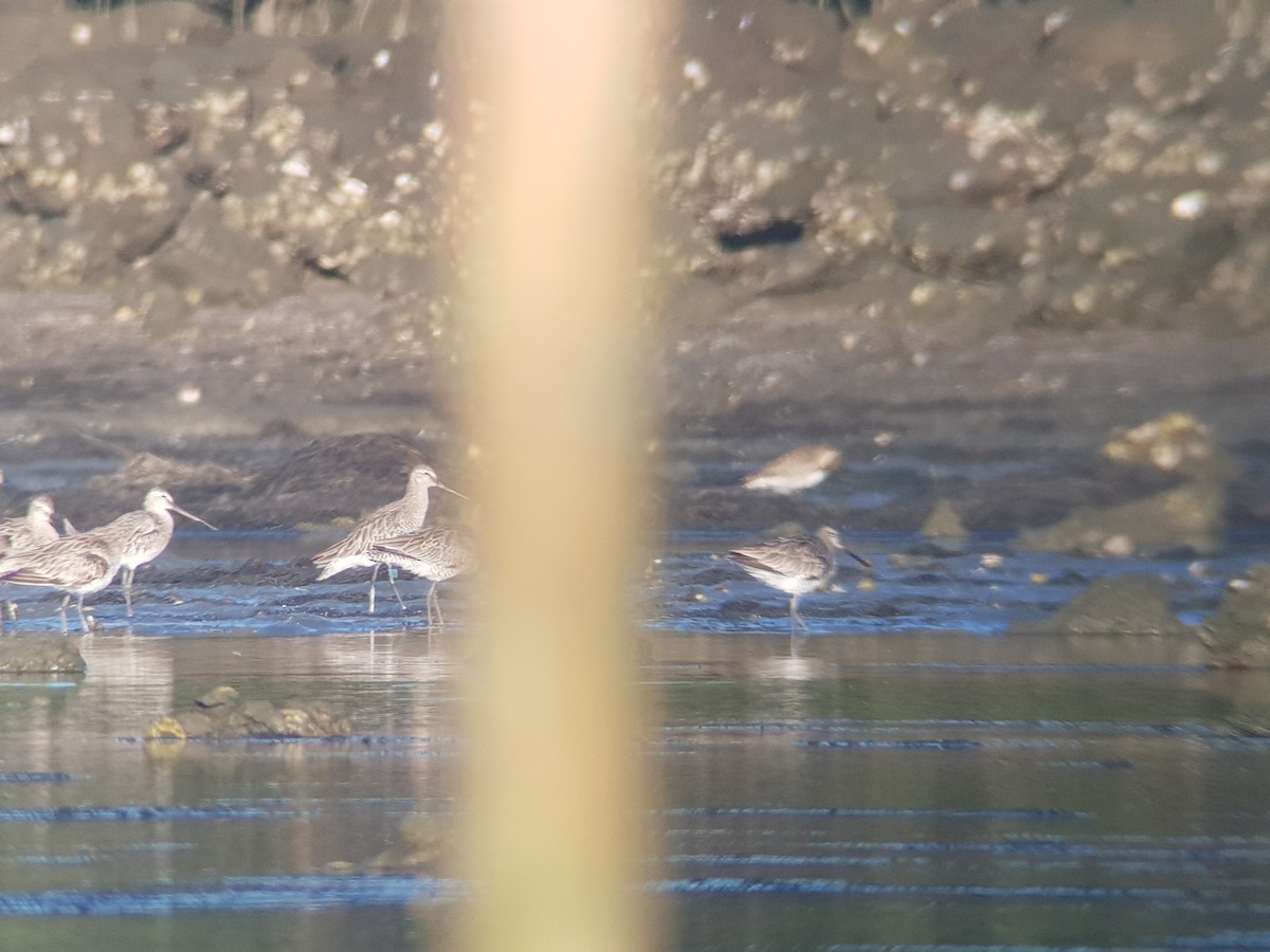Asian Dowitcher - ML421383221