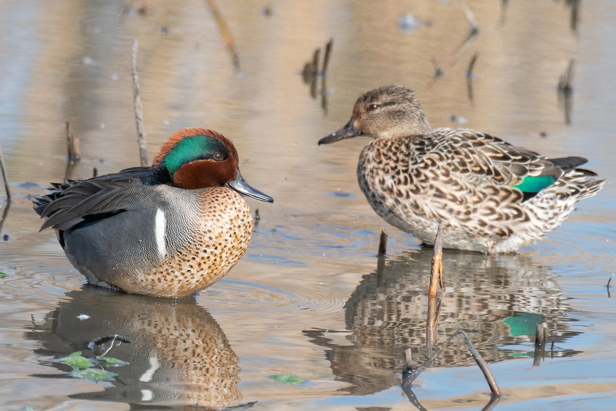 Green-winged Teal - ML421389331