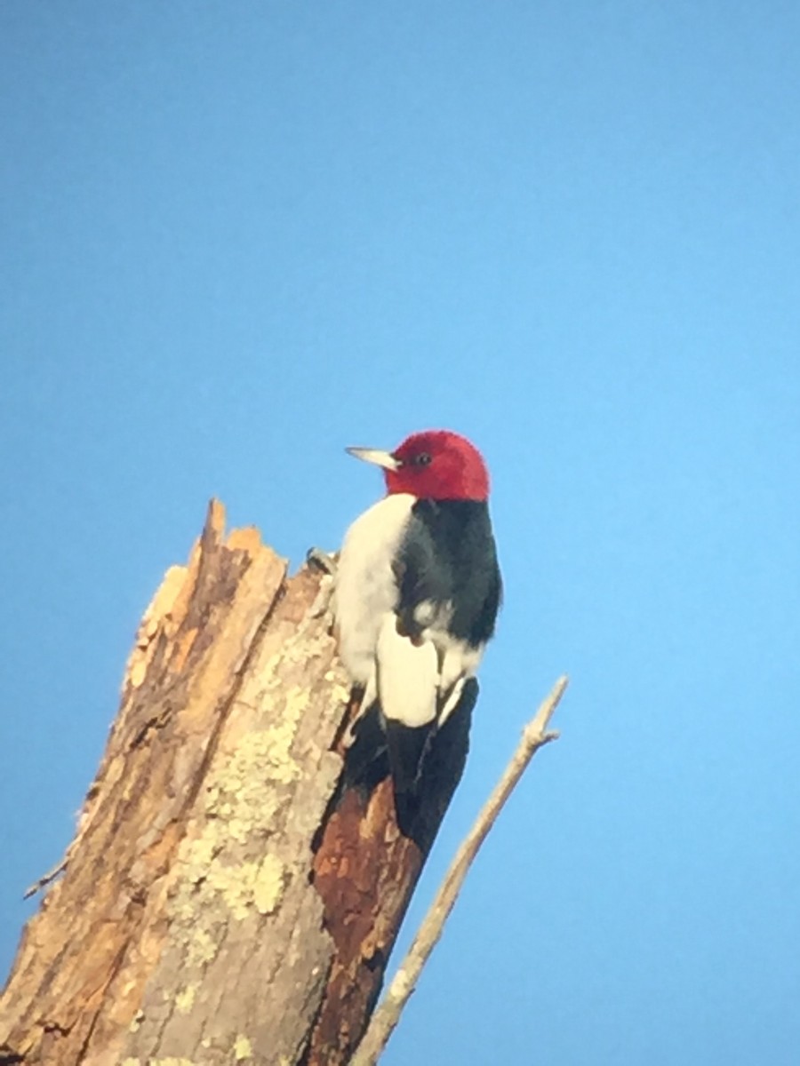 Red-headed Woodpecker - Matt Wangerin