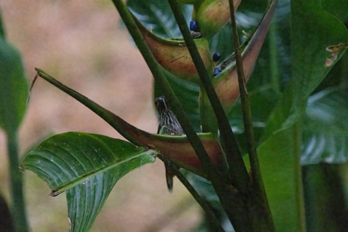kolibřík rusoocasý - ML421395641