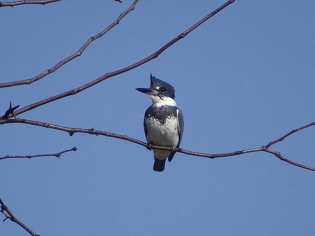 Belted Kingfisher - ML421396831