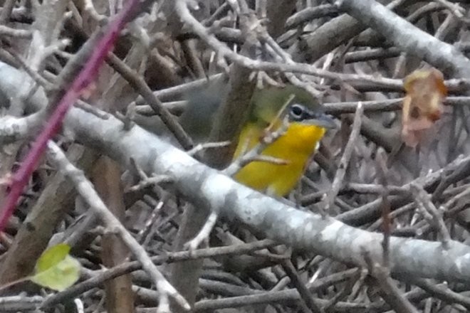 Yellow-breasted Chat - Larry Neily