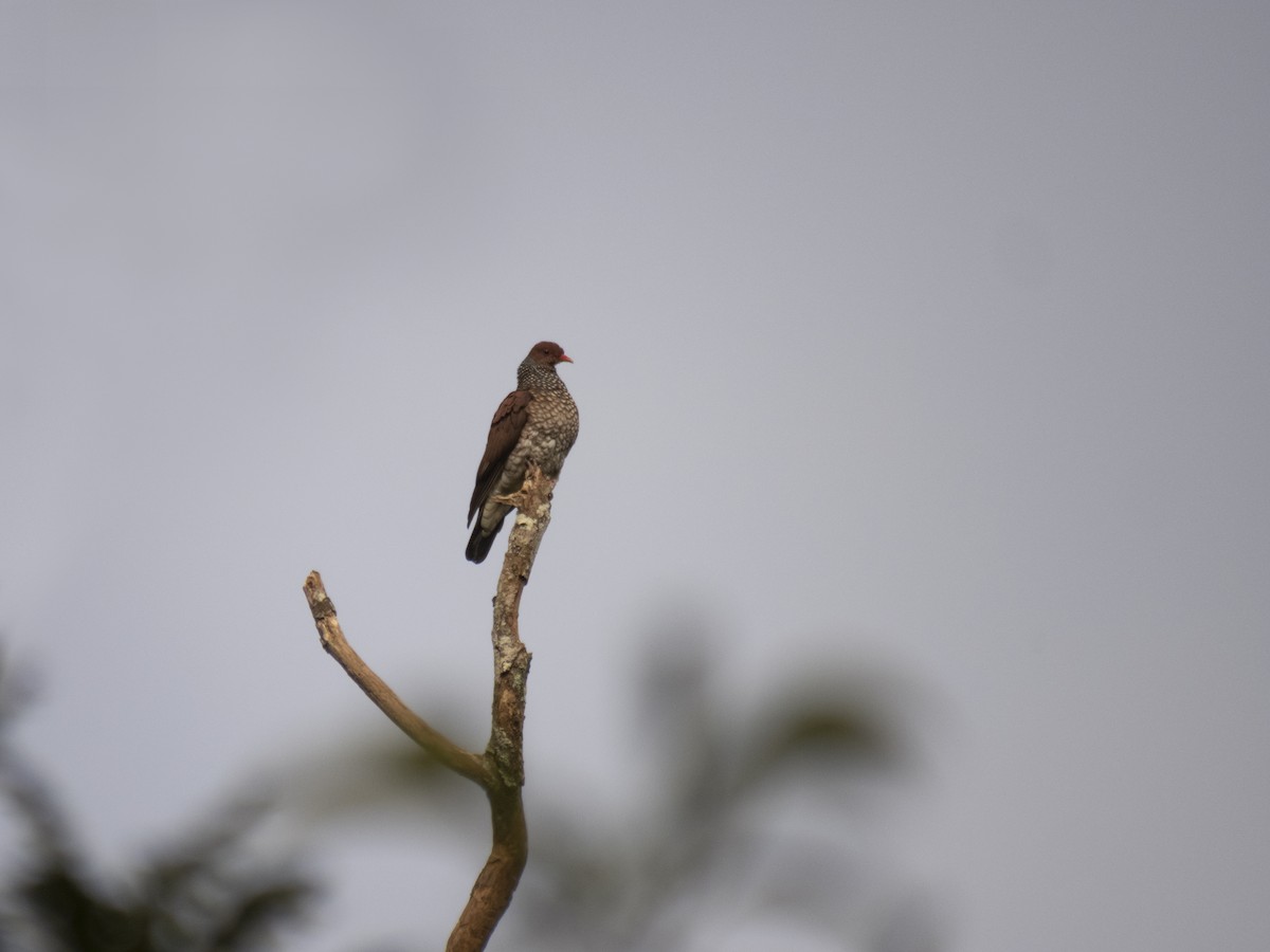 holub šupinkový - ML421397121