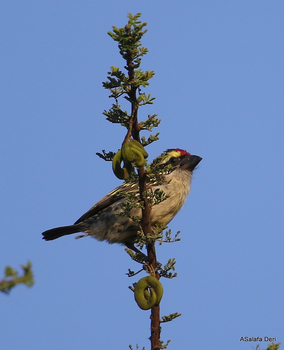 Red-fronted Barbet - ML421397261