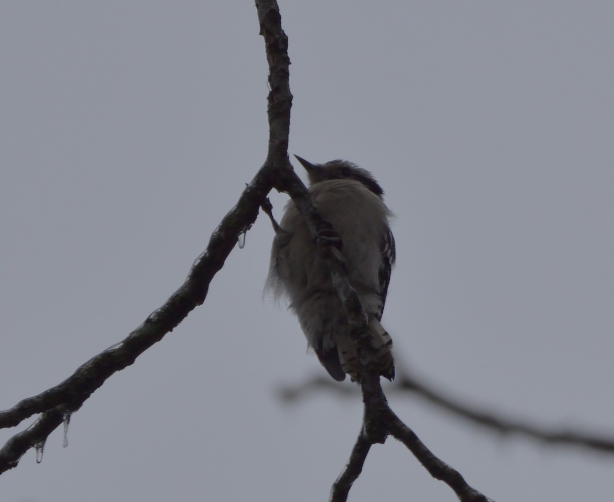 Downy Woodpecker (Eastern) - Robert Tonge