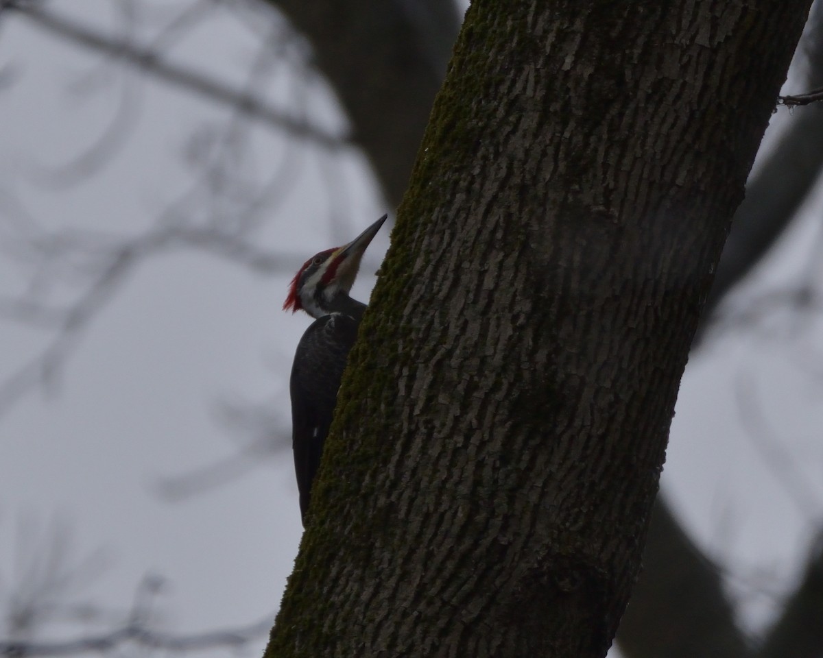 Pileated Woodpecker - Robert Tonge