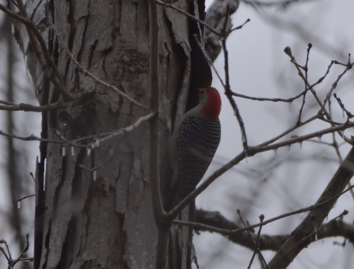 Red-bellied Woodpecker - Robert Tonge
