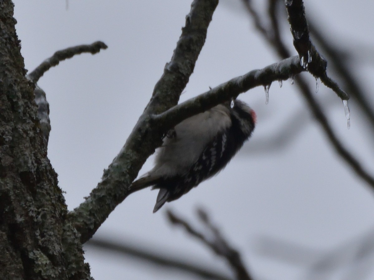 Downy Woodpecker (Eastern) - Robert Tonge