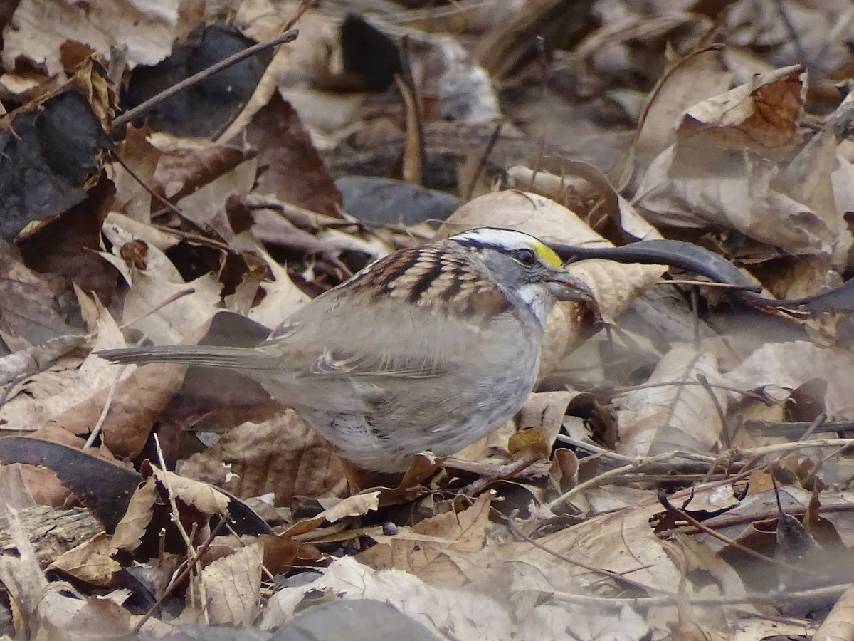 White-throated Sparrow - ML421400501