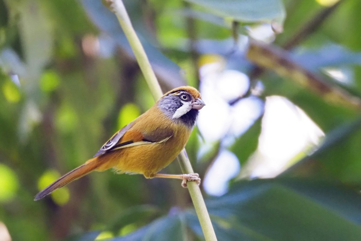 Black-throated Parrotbill (Buff-breasted) - ML421401031