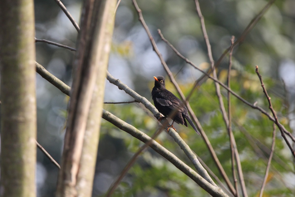 Gray-winged Blackbird - ML421403181