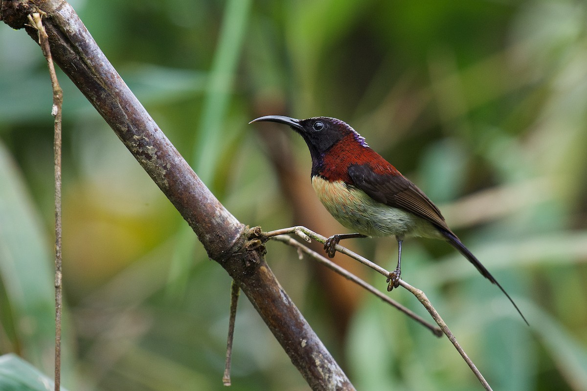 Black-throated Sunbird - sarawin Kreangpichitchai