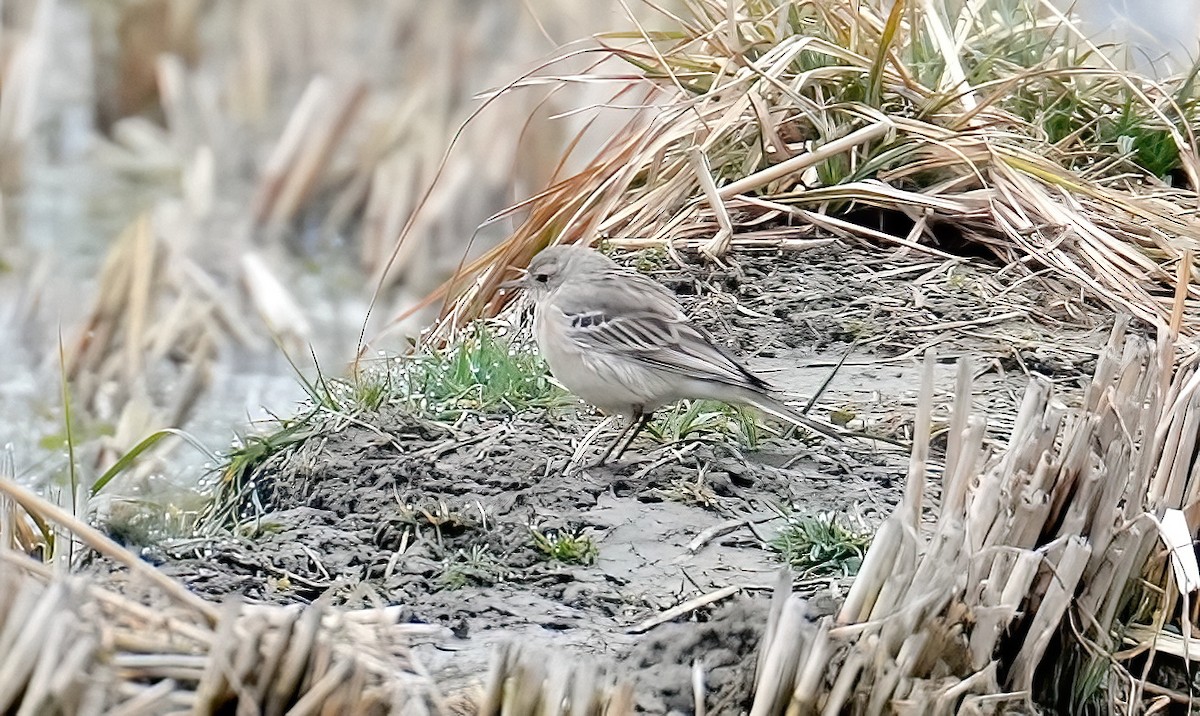 Water Pipit - ML421411571