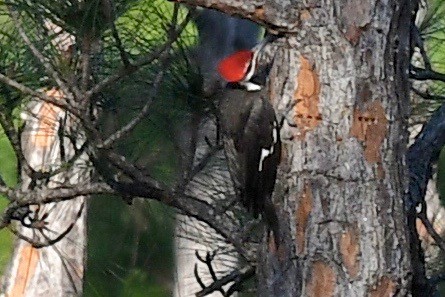 Pileated Woodpecker - barbara segal