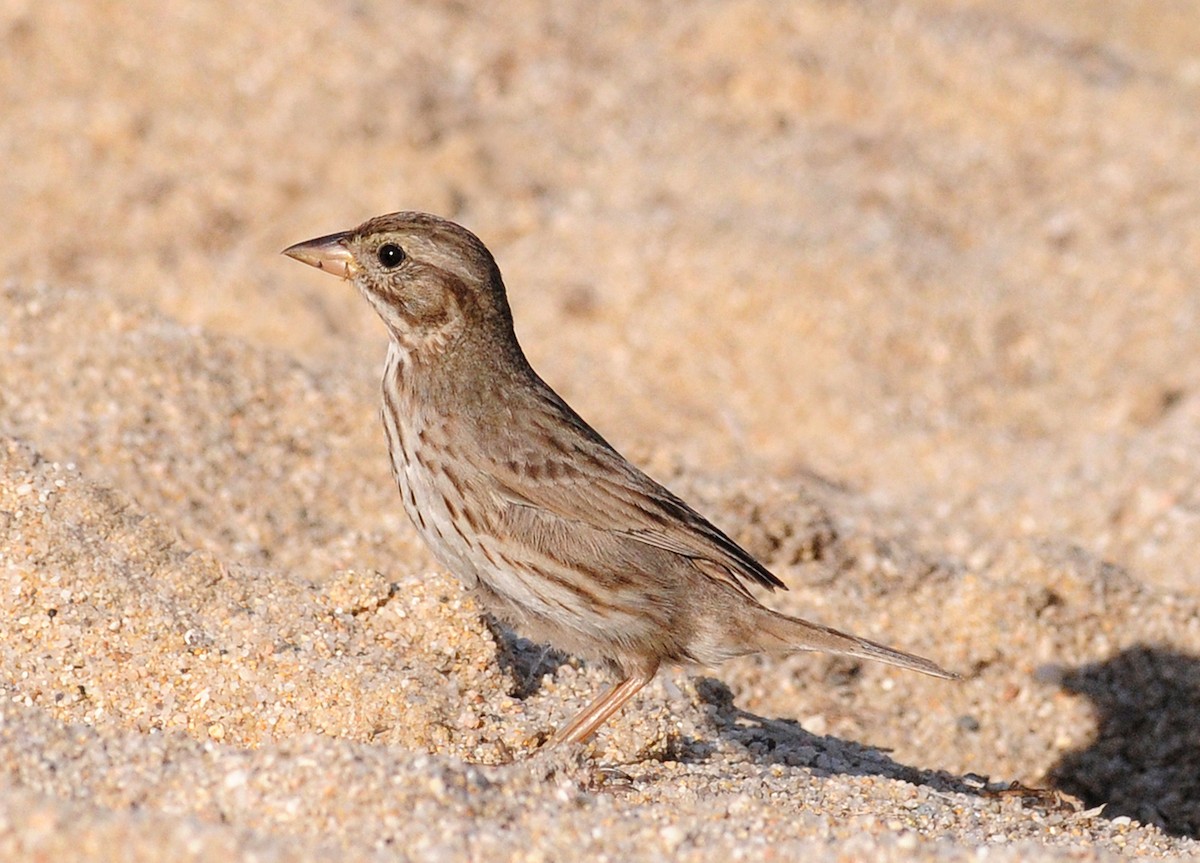 Savannah Sparrow (Large-billed) - ML42141491