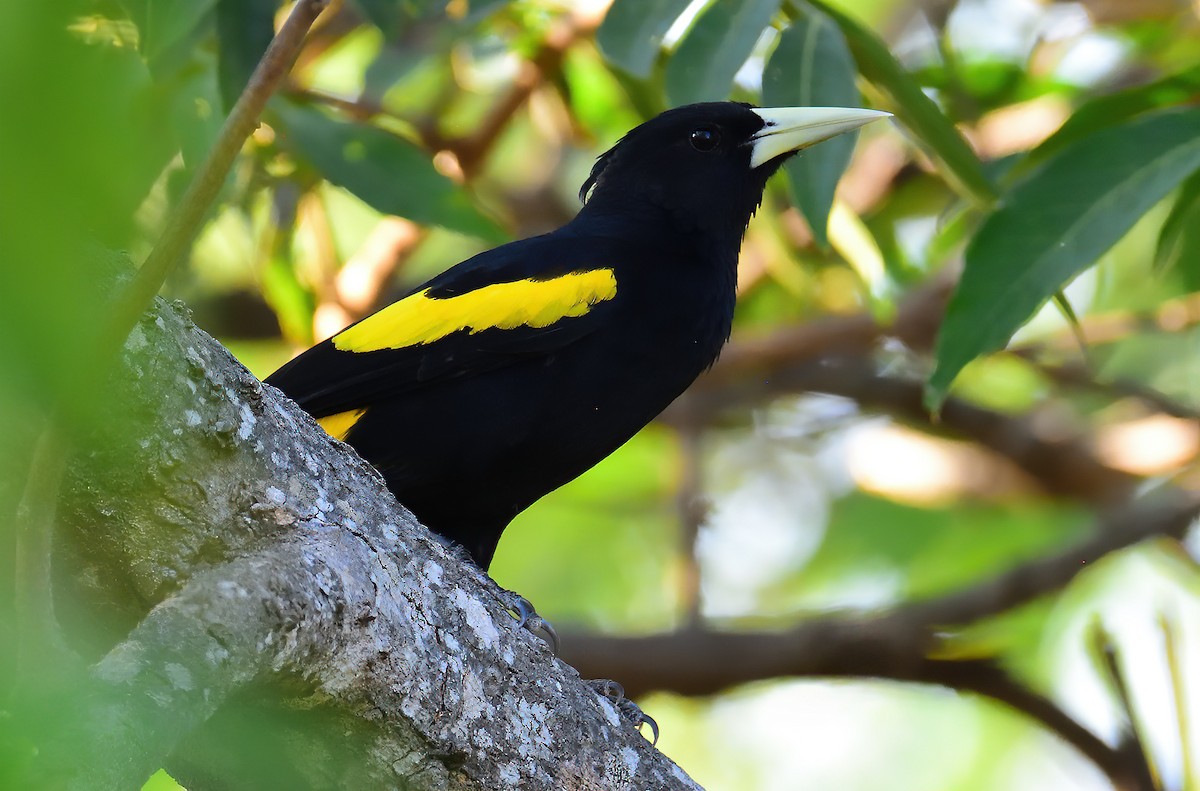 Yellow-winged Cacique - ML421416321