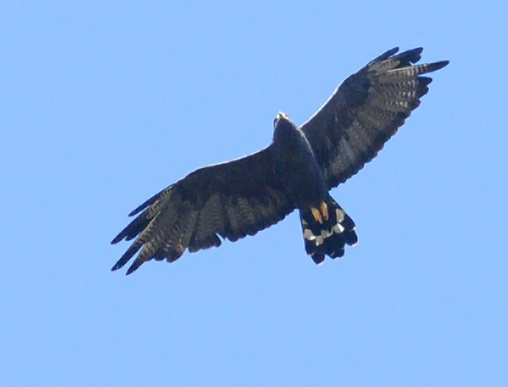 Zone-tailed Hawk - ML42141661