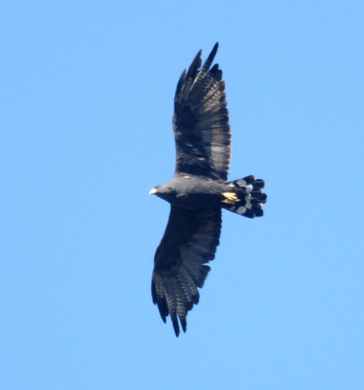 Zone-tailed Hawk - ML42141671