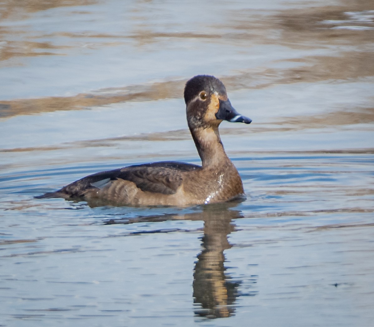 Ring-necked Duck - ML421417681