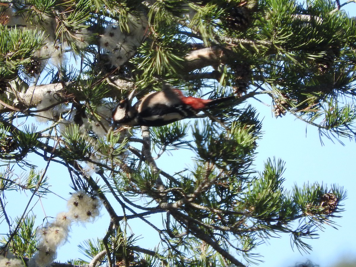 Great Spotted Woodpecker - ML42142371