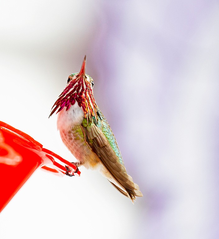 Calliope Hummingbird - Peter Candido