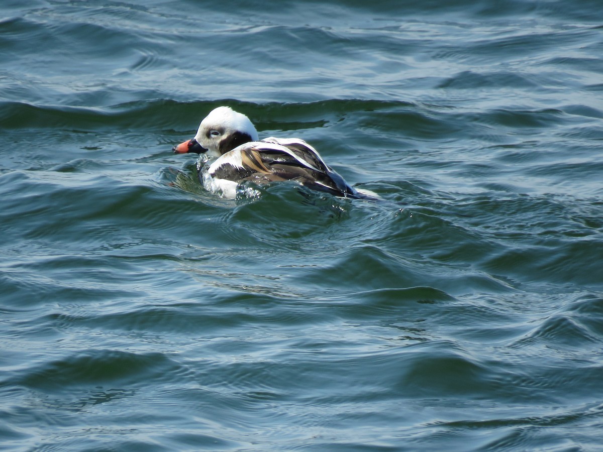Long-tailed Duck - ML421424631