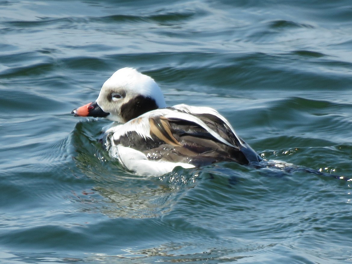 Long-tailed Duck - ML421424841