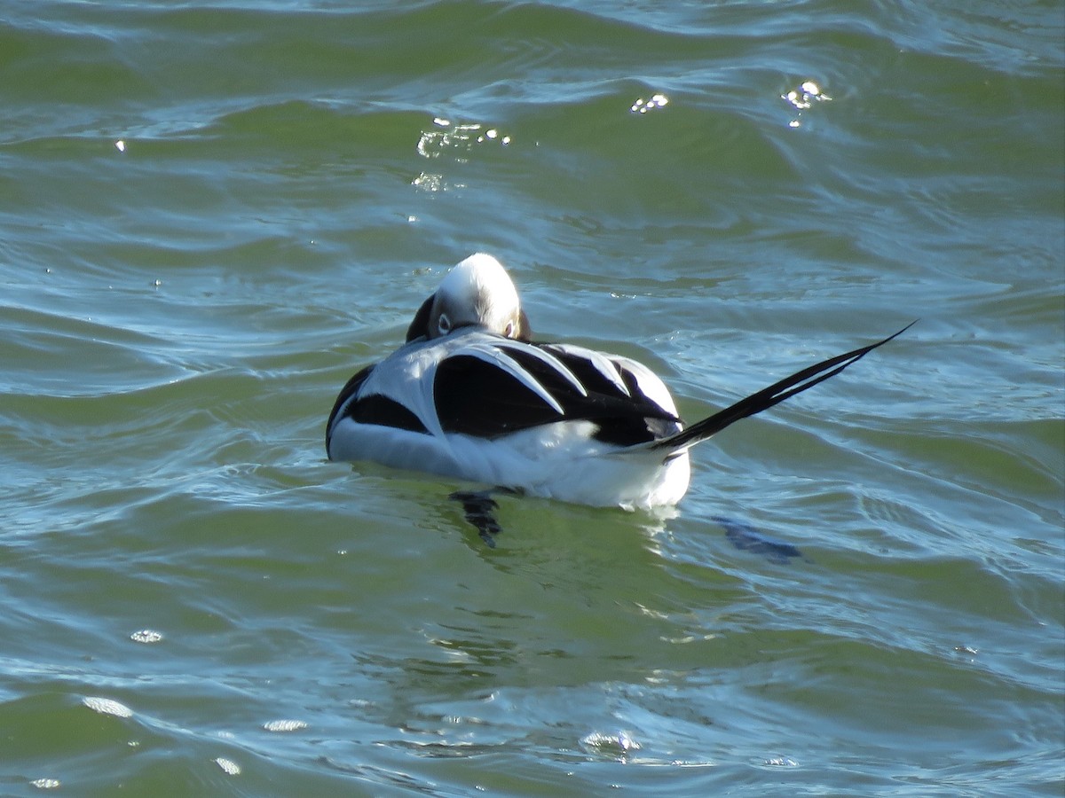 Long-tailed Duck - ML421424951