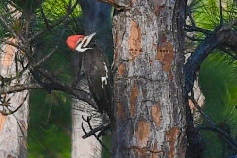 Pileated Woodpecker - ML421428331